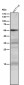 Anti-p53 TP53 Rabbit Monoclonal Antibody